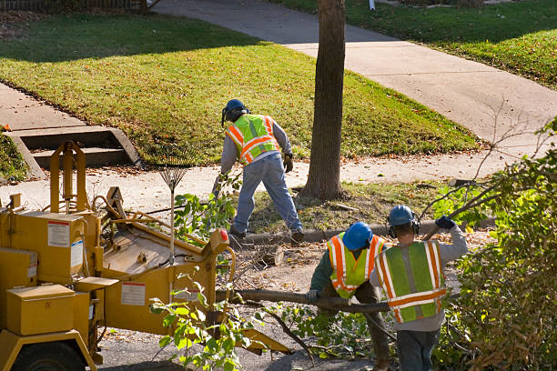 How Our Tree Care Process Works  in Crest View Heights, NY